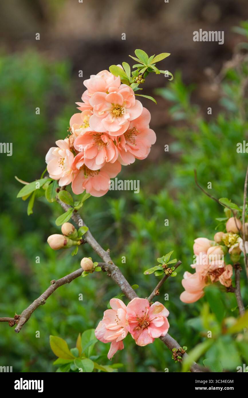 Chaenomeles japonica Geisha Girl, japanische Quitte Geisha Girl, halb-doppelt/doppelt, aprikosenrosa Blüten. Anfang Frühling Stockfoto