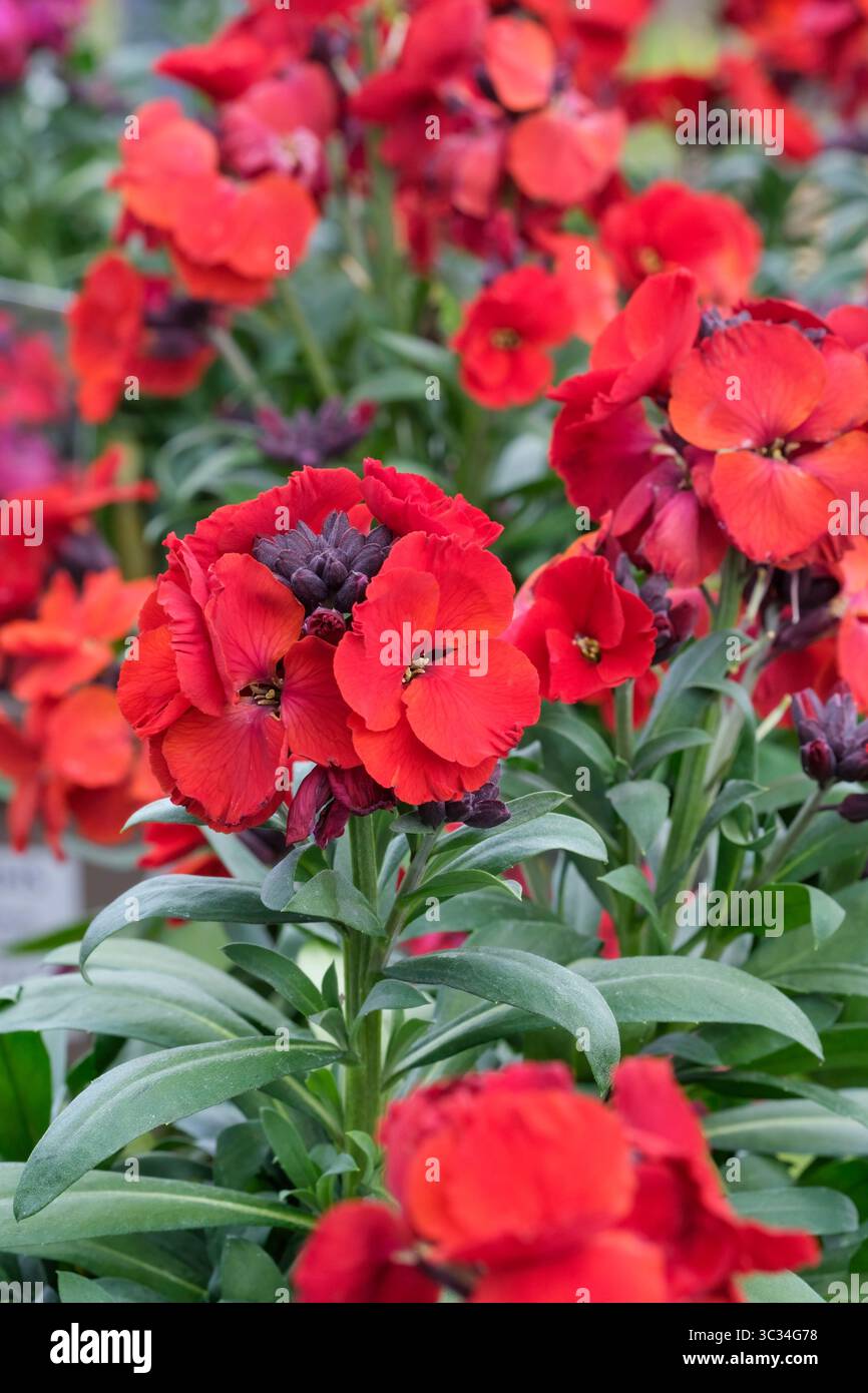 Erysimum Winter Passion, Wallflower Winter Passion, schmale, dunkelgrüne Blätter, endlose Gruppen duftender, dunkelroter Blüten Stockfoto