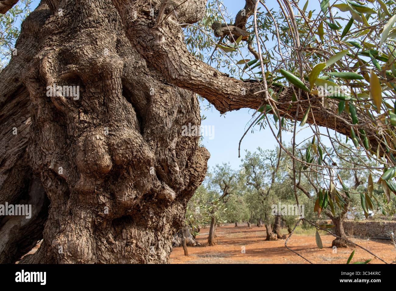 Ein alter Olivenbaum-dicker Stamm aus der Nhe Stockfotografie - Alamy