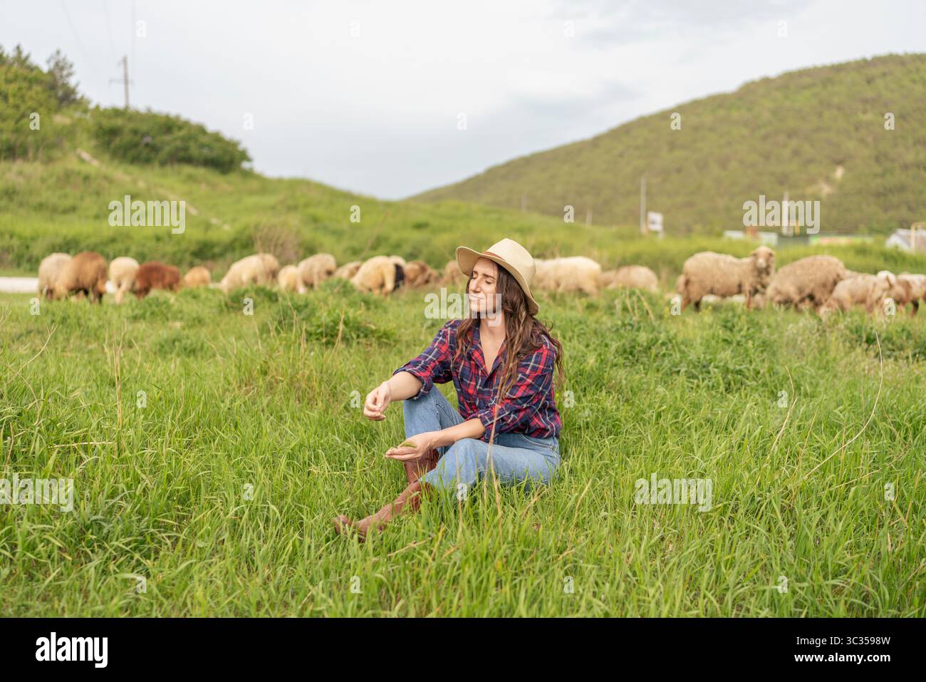 Eine Frau sitzt auf einem Feld mit einer Schaf-Gruppe Stockfoto