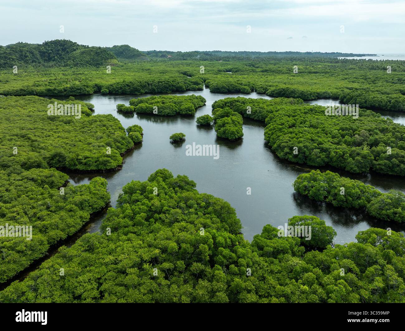 Blick aus der Vogelperspektive auf grüne Mangrovenwälder, die die Landschaft bedecken, durchsetzt von dunklen Wasserstraßen unter einem weichen, bedeckten Himmel, Siargao Island, Caraga, Philippinen. Stockfoto
