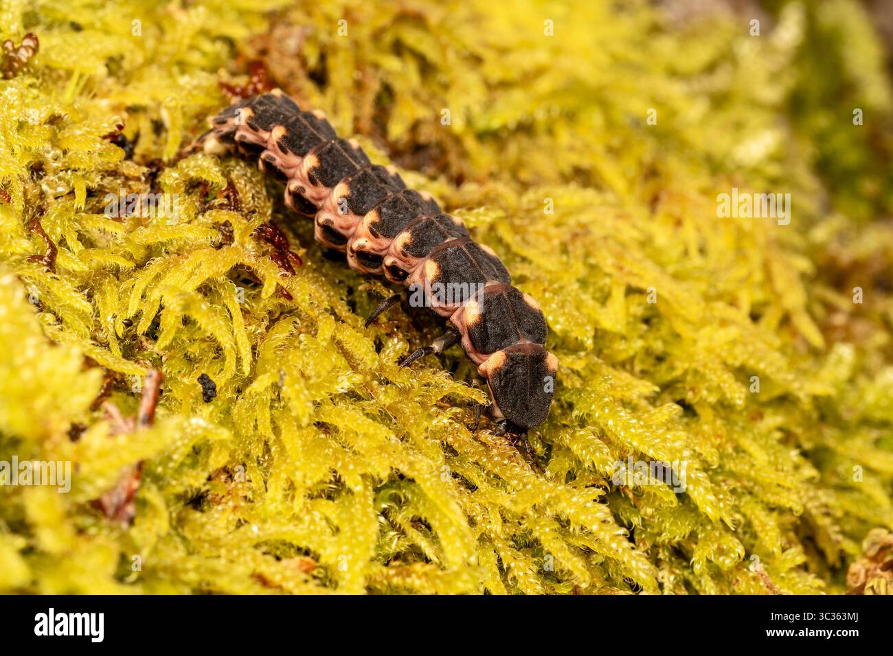Nahaufnahme einer weiblichen Glühwurmlarve (Lampyris noctiluca) auf Moos in Les Bordes, Yonne, Frankreich. Stockfoto