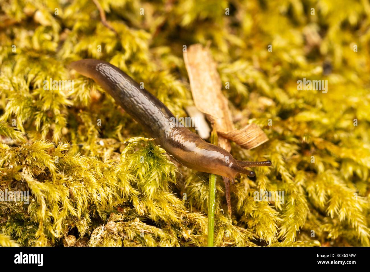 Baumschnecke (Lehmannia marginata) krabbelnd auf grünem Moos, Landschnecke fotografiert in Les Bordes, Frankreich. Stockfoto