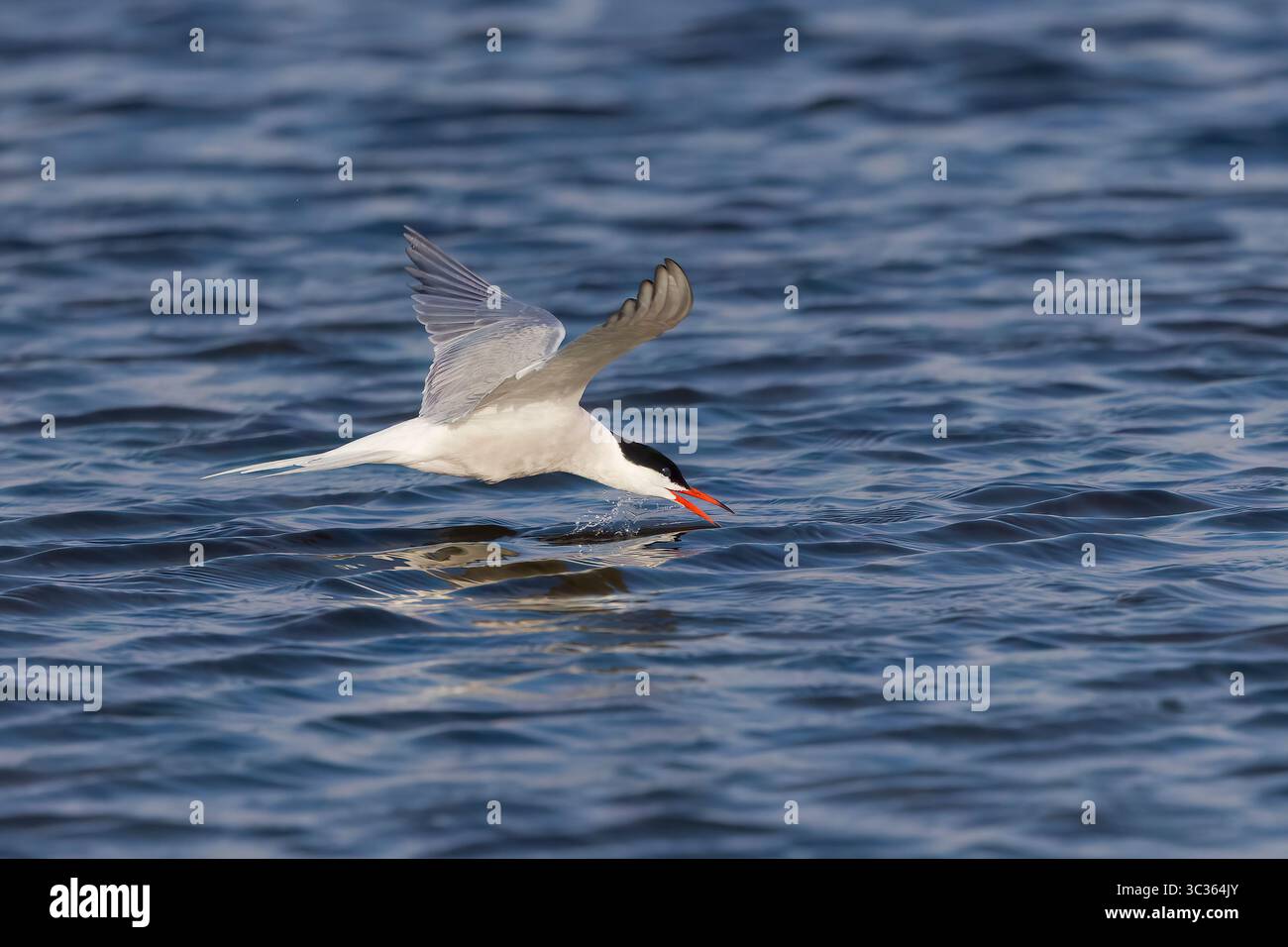 Gewöhnliche Tern trinken im Flug auf den Shetlands Schottland Stockfoto