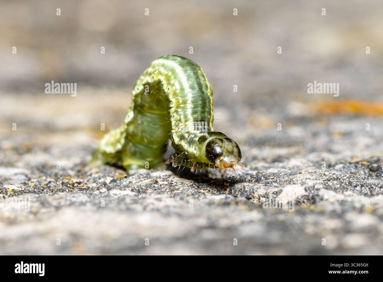 Wintermotte (Operophtera brumata) raupe kriecht auf Steinoberfläche, Yonne, Frankreich. Stockfoto