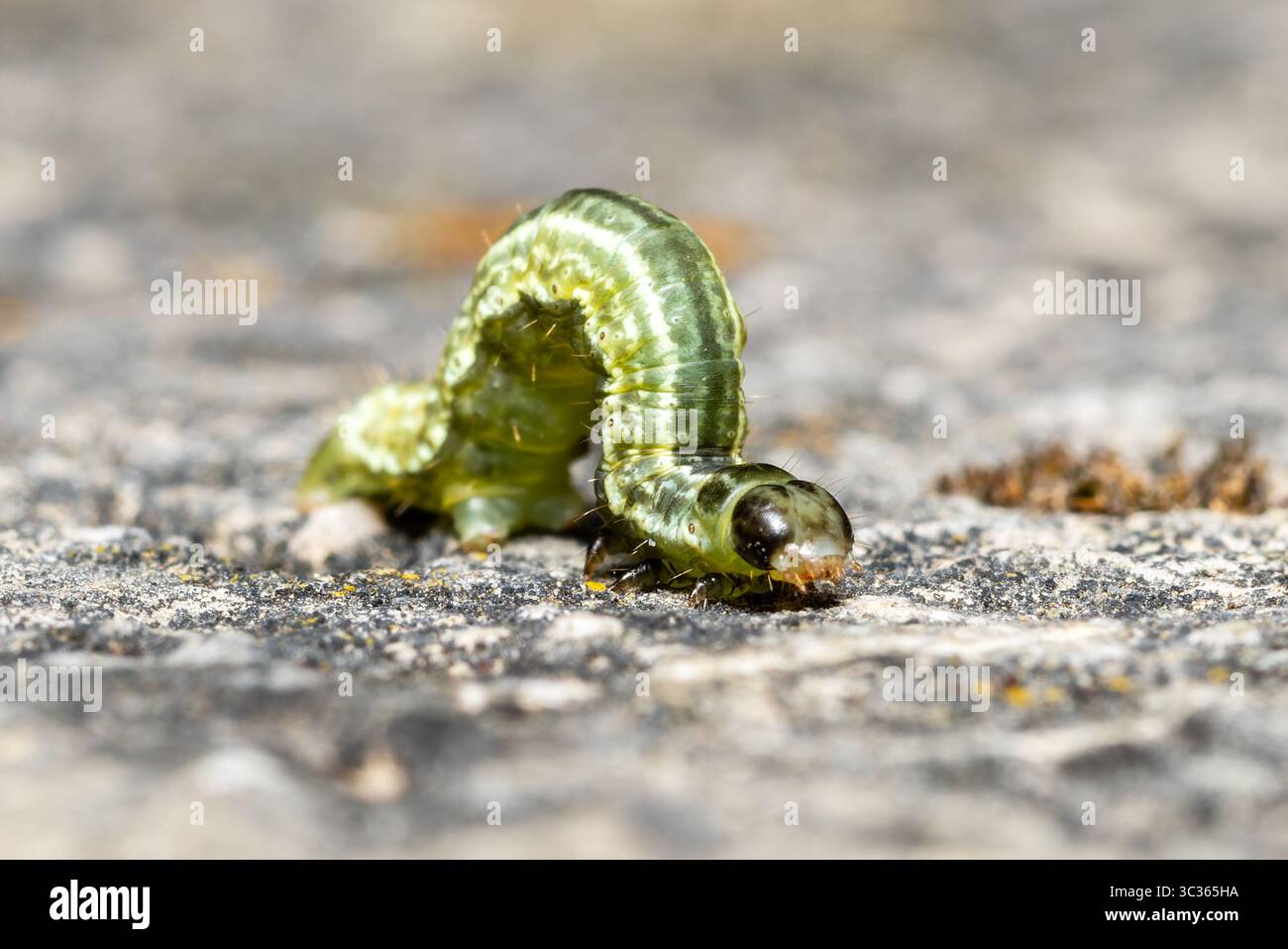 Wintermotte (Operophtera brumata) raupe kriecht auf Steinoberfläche, Yonne, Frankreich. Stockfoto