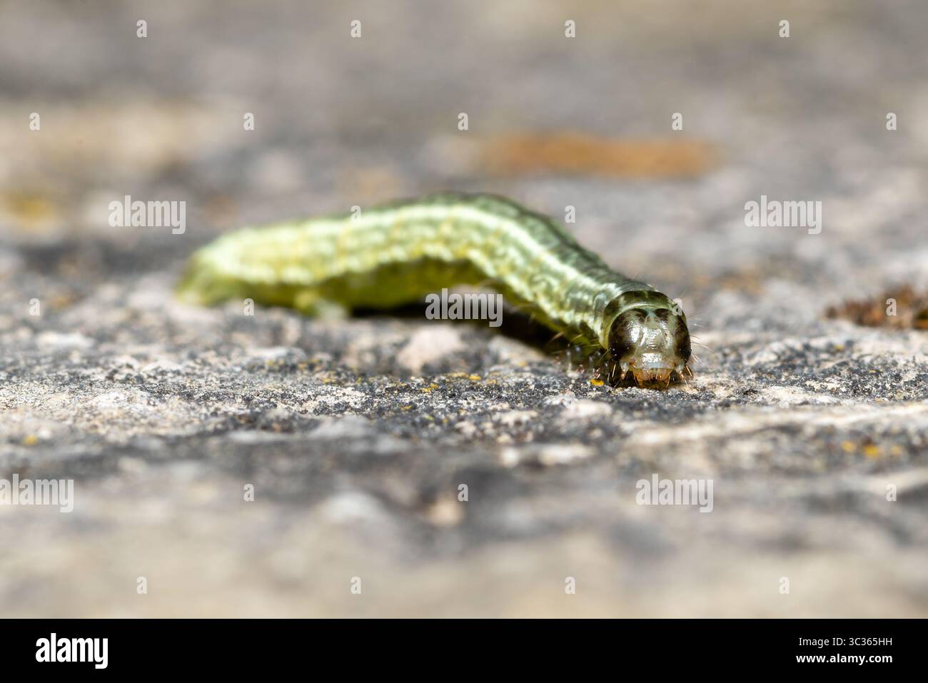 Wintermotte (Operophtera brumata) raupe kriecht auf Steinoberfläche, Yonne, Frankreich. Stockfoto