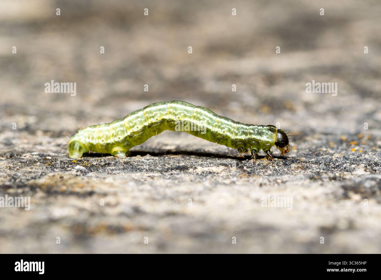Wintermotte (Operophtera brumata) raupe kriecht auf Steinoberfläche, Yonne, Frankreich. Stockfoto