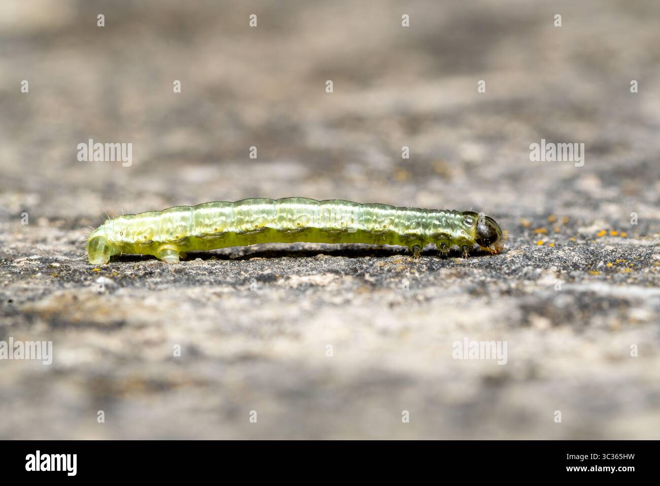 Wintermotte (Operophtera brumata) raupe kriecht auf Steinoberfläche, Yonne, Frankreich. Stockfoto