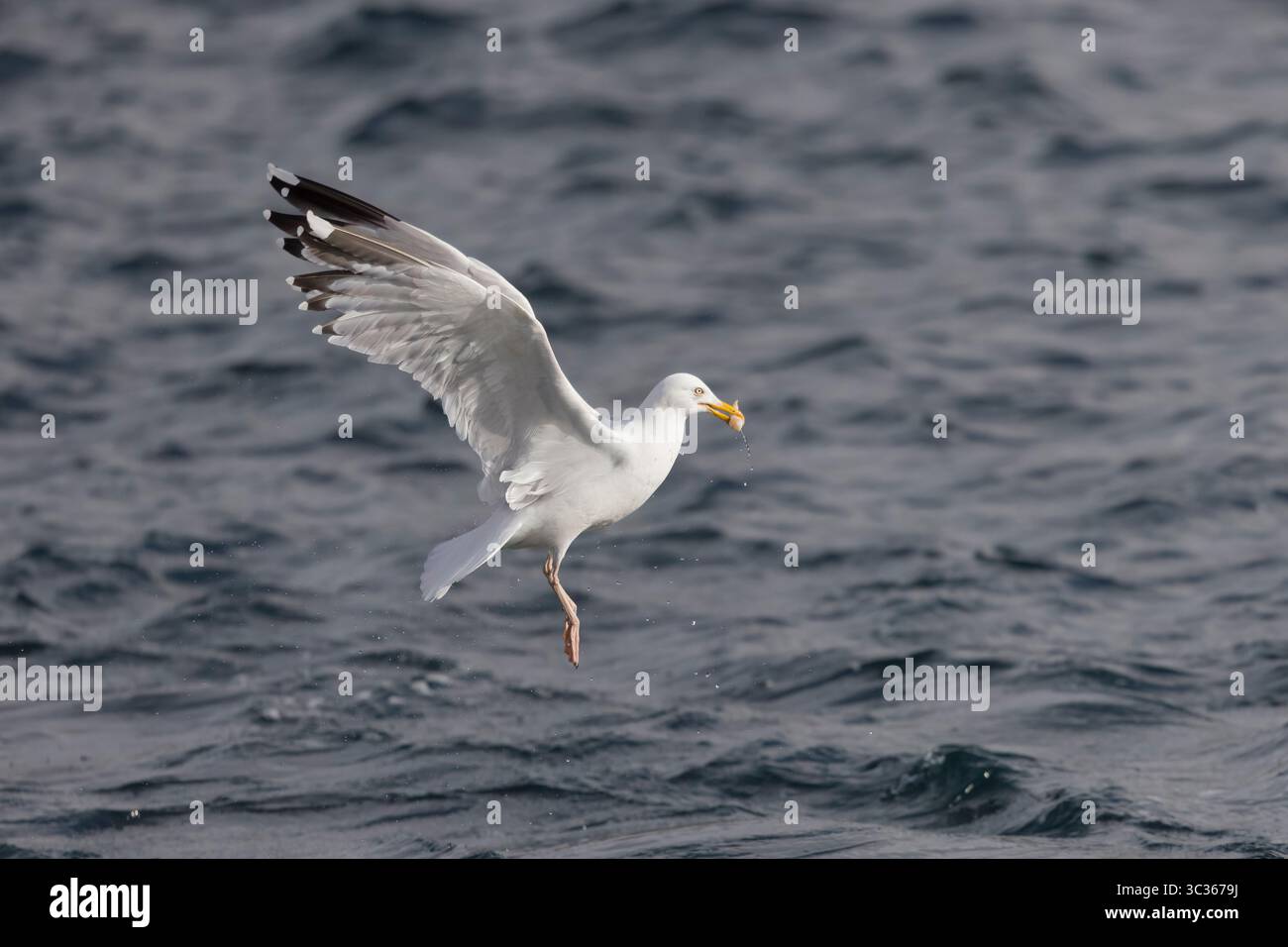Hering Gull im Flug in Shetland Schottland Stockfoto