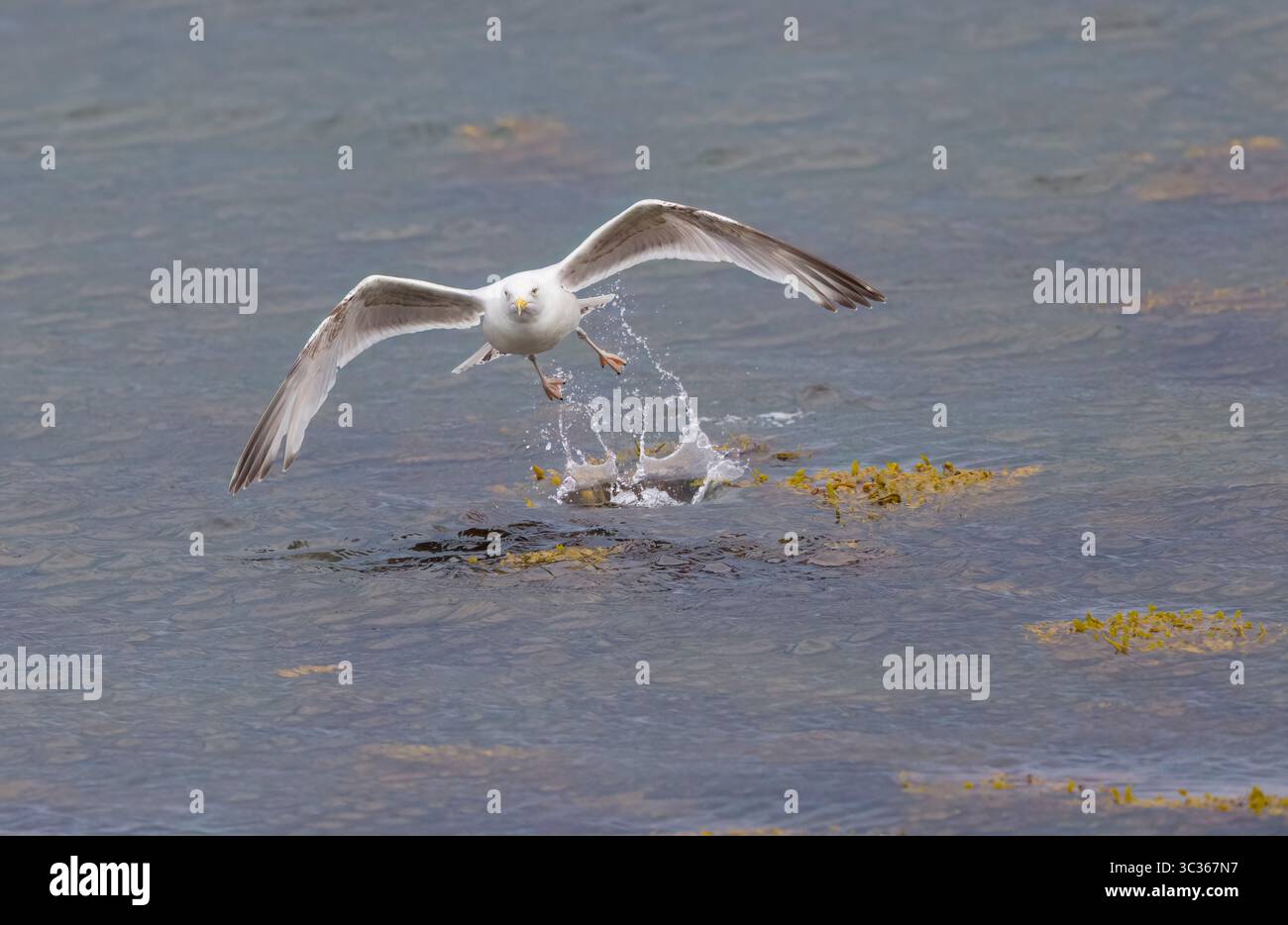 Hering Gull im Flug in Shetland Schottland Stockfoto