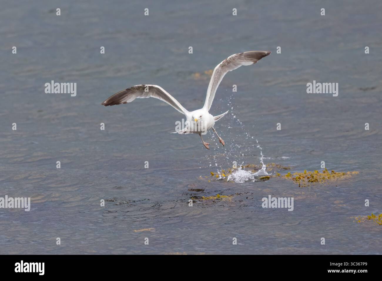 Hering Gull im Flug in Shetland Schottland Stockfoto