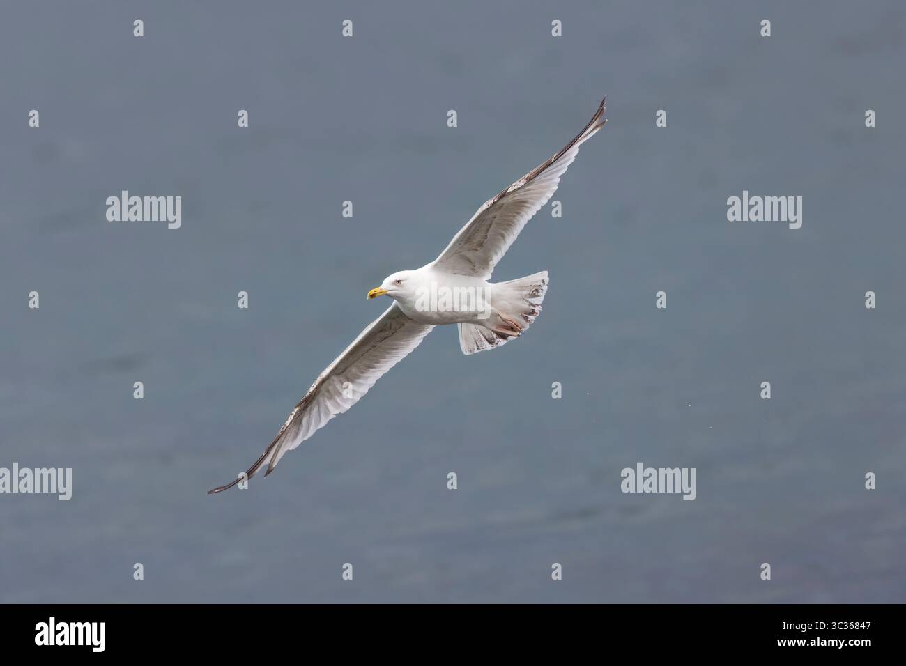 Hering Gull im Flug in Shetland Schottland Stockfoto