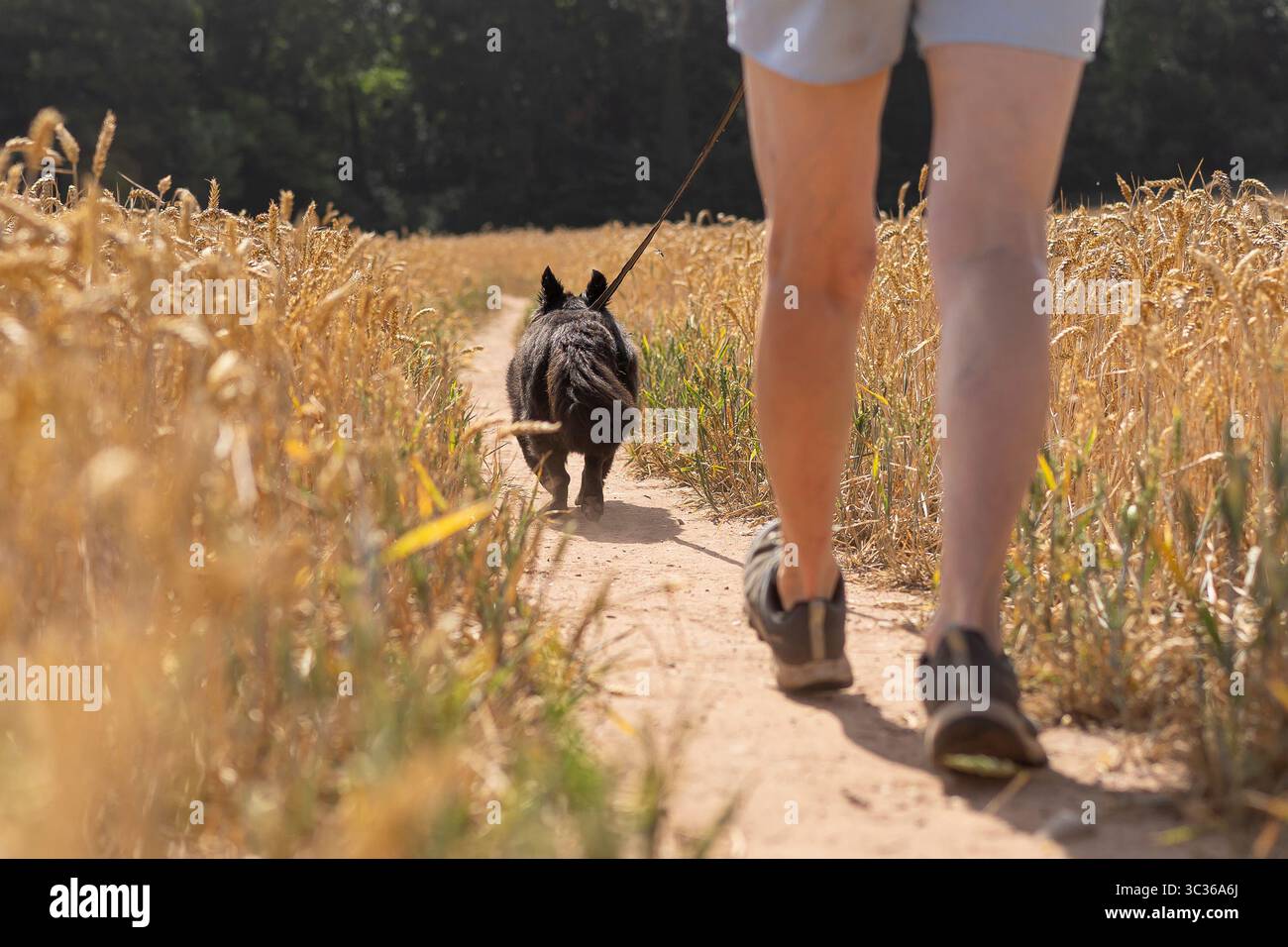 Kidderminster, Großbritannien. Juli 2025. Wetter in Großbritannien: Es ist ein weiterer warmer, heller Tag in den Midlands und Hundeschlittenläufer sind früh unterwegs, um ihre Hundebegleiter zu trainieren, bevor die Temperaturen später am Tag ihren Höhepunkt erreichen. Quelle: Lee Hudson/Alamy Live News Stockfoto