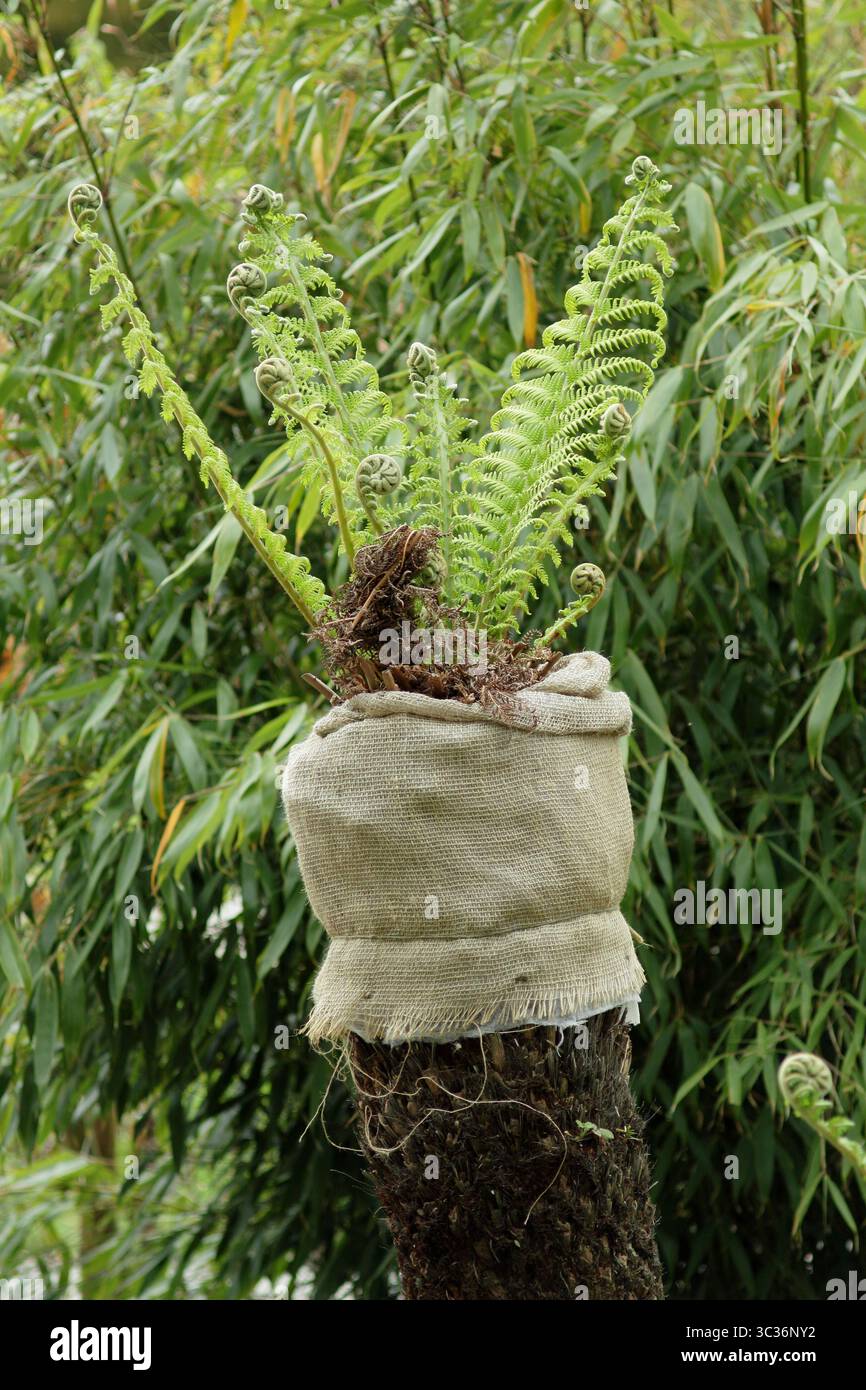 Dicksonia antarctica Baumfarn mit Winterschutz, der frisches Frühjahrswachstum zeigt, nachdem er über den Winter in isolierende hessianer eingewickelt wurde. UK Stockfoto