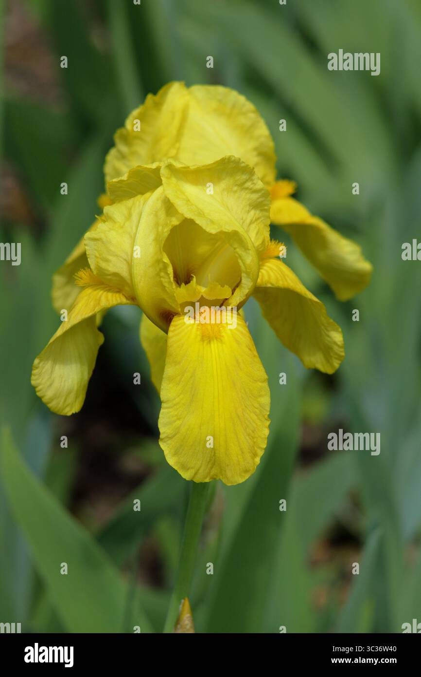 Iris Saint Crispin, charakteristische, duftende gelbe Blüten mit Rüschen im Frühling. Mai. UK Stockfoto