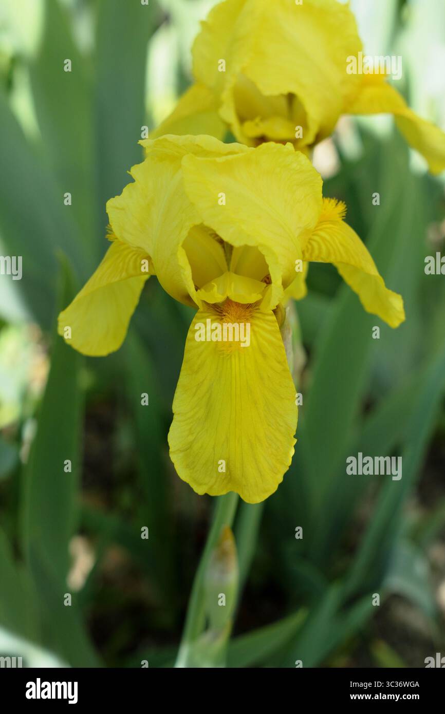 Iris Saint Crispin, charakteristische, duftende gelbe Blüten mit Rüschen im Frühling. Mai. UK Stockfoto