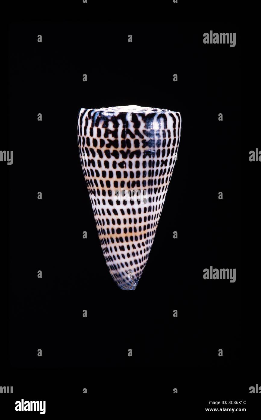 26. Februar 2021: Conus letteratus ist eine giftige Meeresschnecke im Indischen Ozean. (Kreditbild: © Jon G. Fuller/VW Pics via ZUMA Wire) Stockfoto