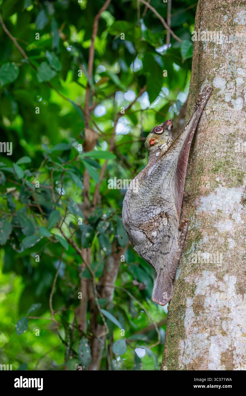 Ein wilder Sunda fliegende Lemur (Galeopterus variegatus), der in öffentlichen Bereichen gefunden wurde. Es ist kein Lemur und fliegt nicht. Stattdessen gleitet er, während er zwischen den Bäumen springt Stockfoto
