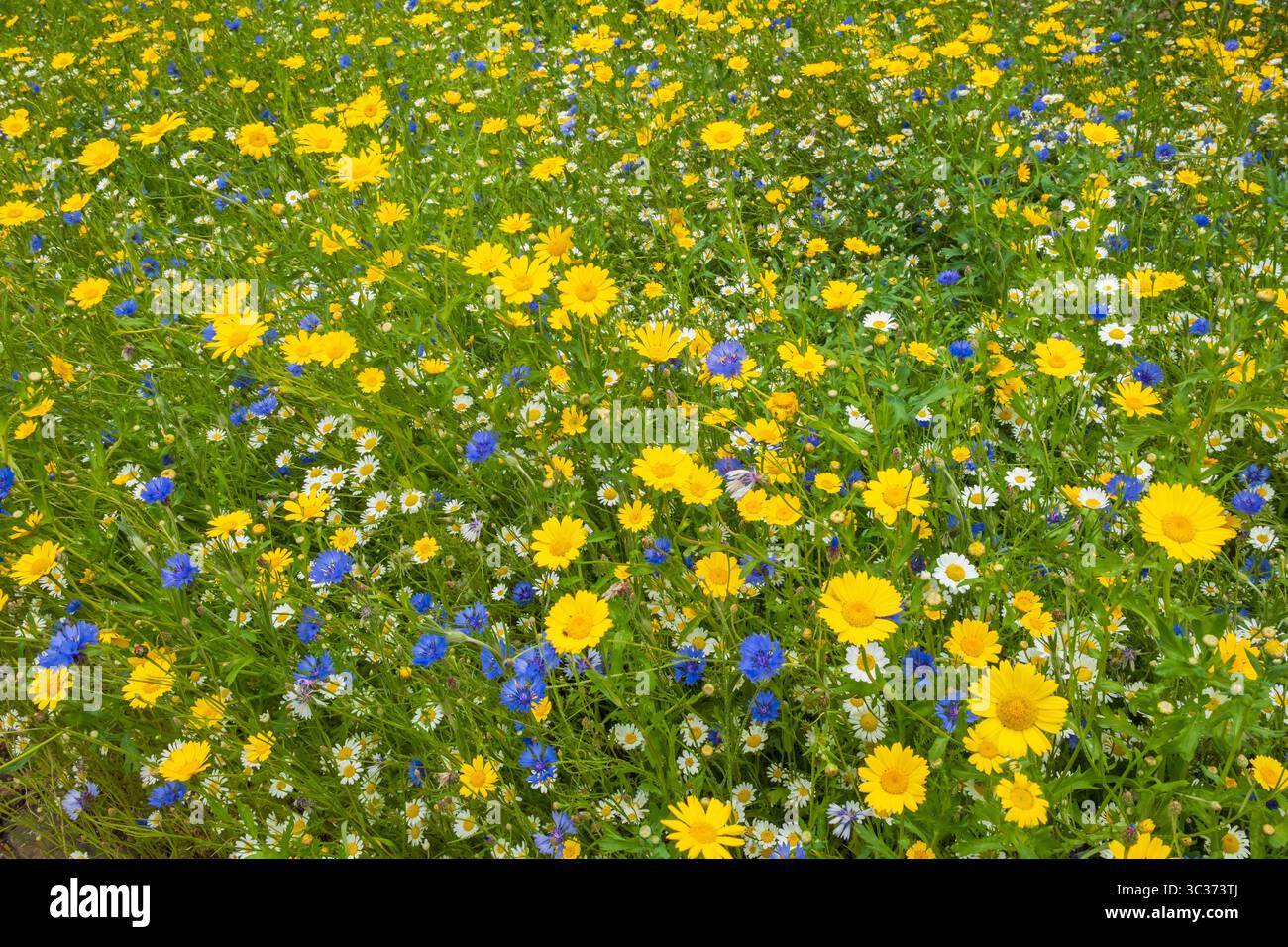 Wildblumenwiese im Frühsommer, Großbritannien Stockfoto