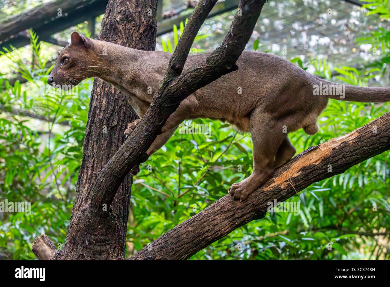 Die Fossa (Cryptoprocta ferox) liegt auf dem Baum. Ein katzenartiger, der größte Fleischfresser auf der Insel Madagaskar. Stockfoto
