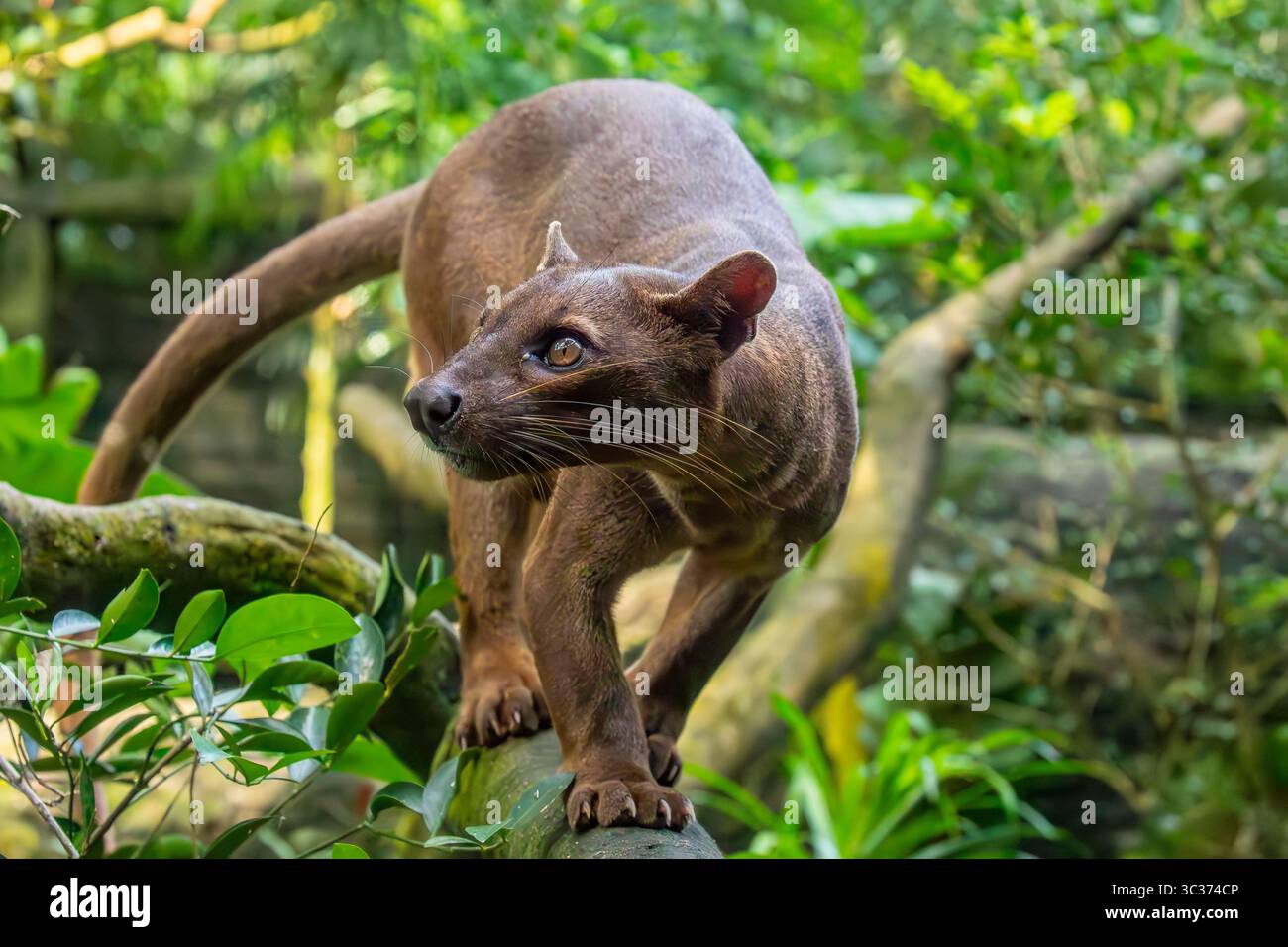 Die Fossa (Cryptoprocta ferox) liegt auf dem Baum. Ein katzenartiger, der größte Fleischfresser auf der Insel Madagaskar. Stockfoto