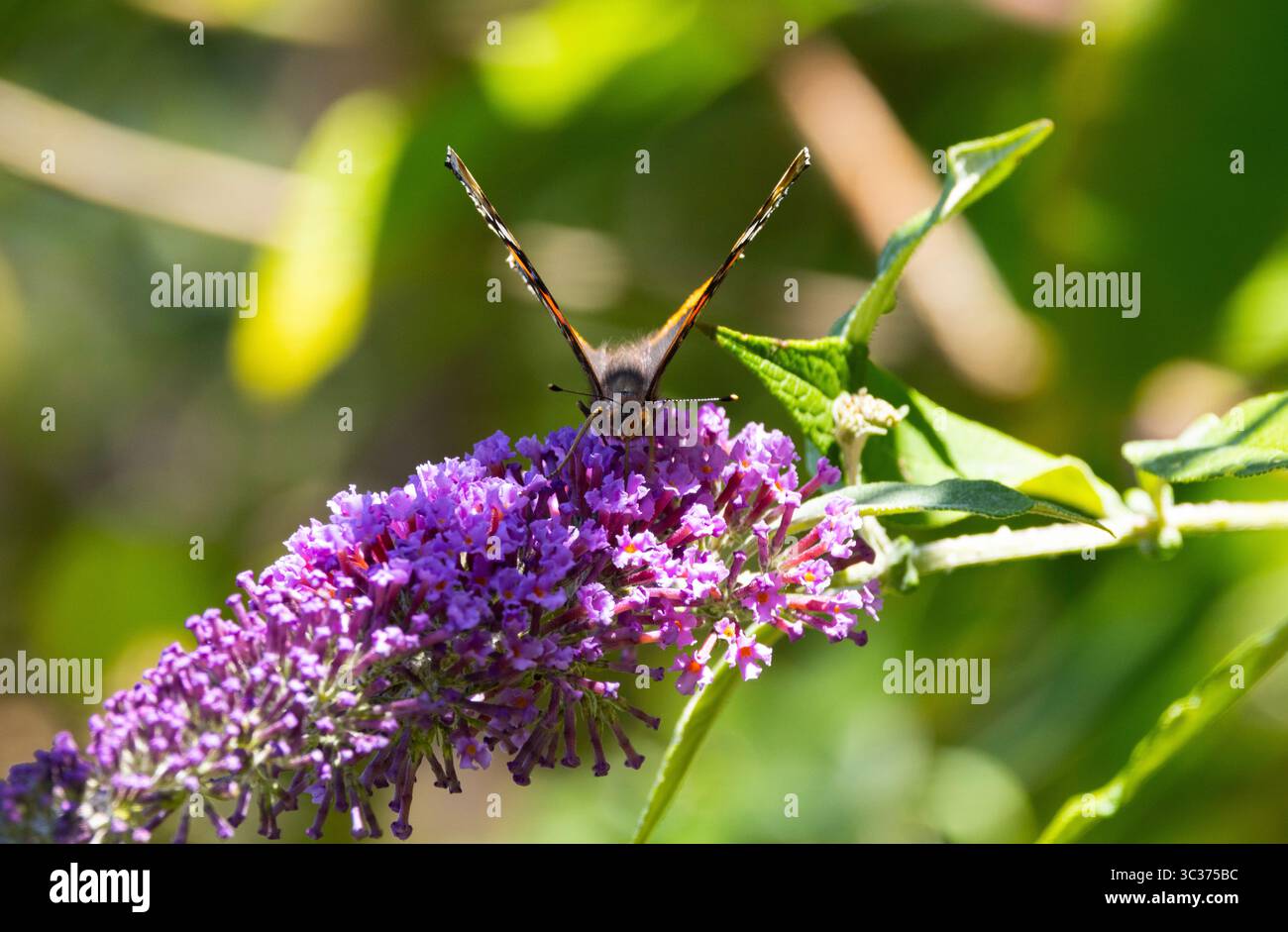 Buddleia ist ein ausgezeichneter blühender Sträucher, um Schmetterlinge und Falter, wie diesen Roten Admiral, in Gärten anzulocken. Die Anzahl der Schmetterlinge sinkt Stockfoto