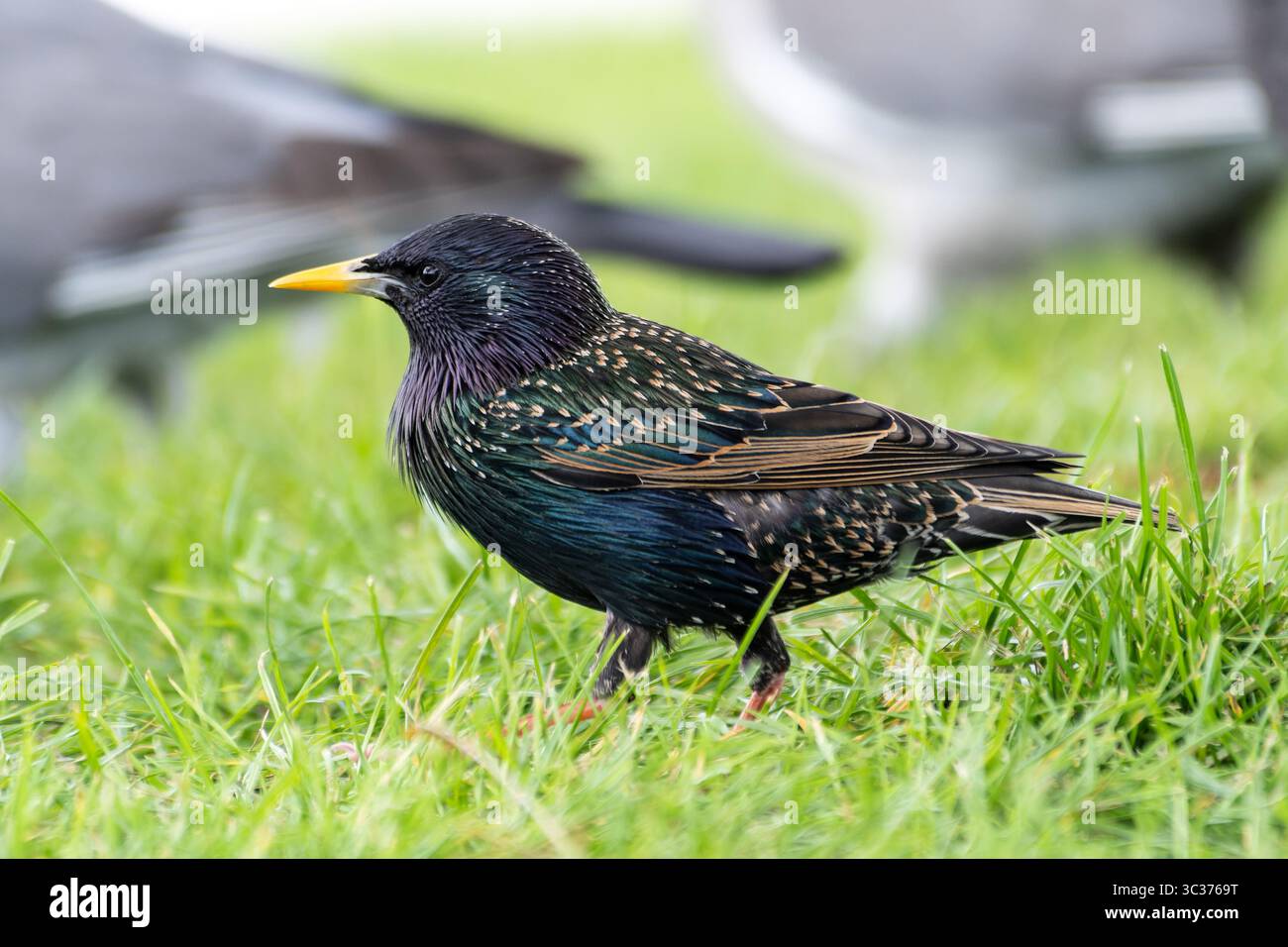 Ein gemeiner Starling (Sturnus vulgaris) mit schillerndem Gefieder und gelbem Schnabel, ein farbenfroher Passerinvogel der Familie Sturnidae. Stockfoto