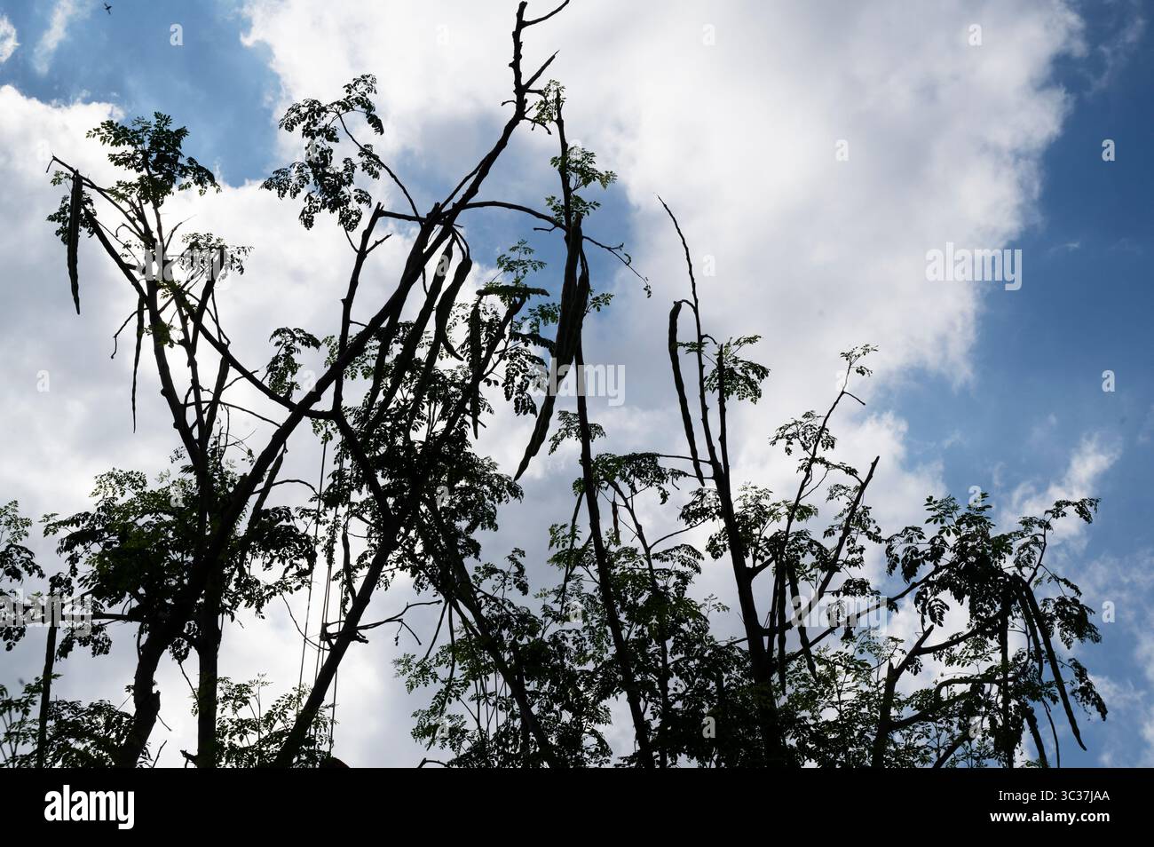 Indien. Bihar. Madhubani. Durgoli Dorf. Drumsticks (Moringa) Baum. Die Blätter haben 7-mal mehr Vitamin C als Orangen, 10-mal mehr Vitamin A tha Stockfoto