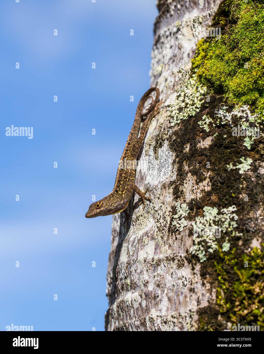 21. Januar 2018, Hawaii, USA: Die Brown Anole (Anolis sagrei), auch bekannt als Bahaman Anole auf Kauai, Hawaii. Sie ist auf Kuba und den Bahamas beheimatet, wurde aber auch anderswo weit verbreitet. Es ist eine invasive Art auf Hawaii. (Kreditbild: © Jon G. Fuller/VW Pics via ZUMA Wire) Stockfoto