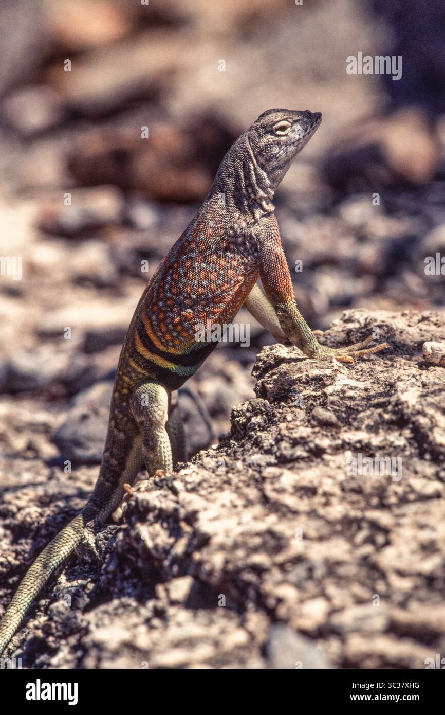 16. Februar 2021, Texas, USA: Ein männlicher Greater Earless Lizard, Cophosaurus texanus, der auf einem Felsen im Big Bend National Park in West Texas thront. (Kreditbild: © Jon G. Fuller/VW Pics via ZUMA Wire) Stockfoto