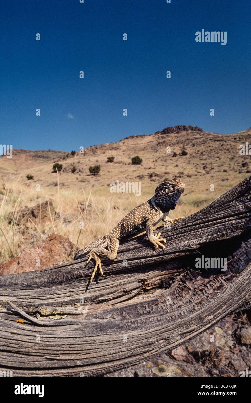 16. Februar 2021, Elberta, Utah, Vereinigte Staaten: Eine männliche Great Basin Collared Lizard, Crotaphytus bicinctores, sonnt sich in der Sonne, während sie nach Beute Ausschau hält. Utah. (Kreditbild: © Jon G. Fuller/VW Pics via ZUMA Wire) Stockfoto 16. Februar 2021, Elberta, Utah, Vereinigte Staaten: Eine männliche Great Basin Collared Lizard, Crotaphytus bicinctores, sonnt sich in der Sonne, während sie nach Beute Ausschau hält. Utah. (Kreditbild: © Jon G. Fuller/VW Pics via ZUMA Wire) Stockfoto