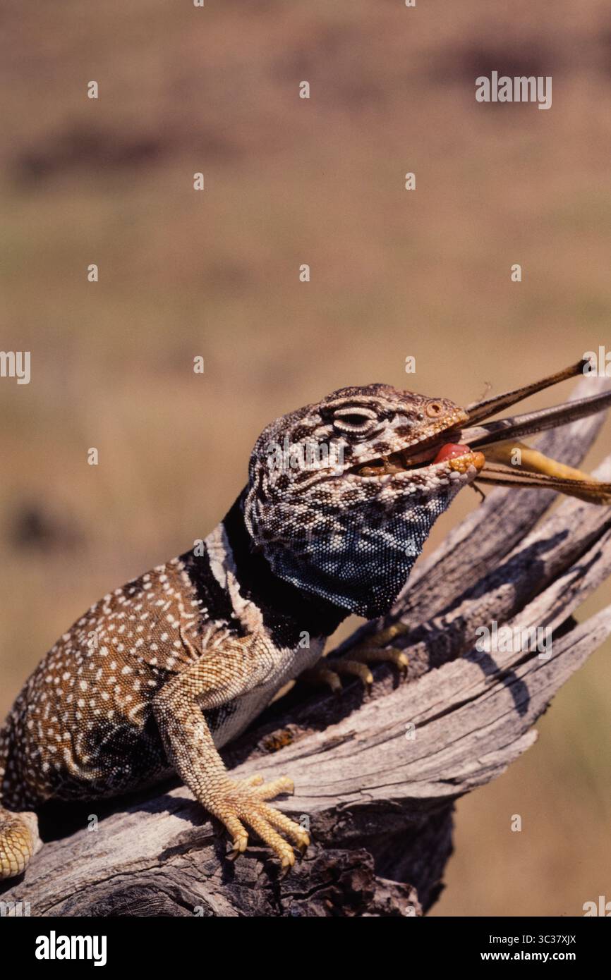 16. Februar 2021, Elberta, Utah, Vereinigte Staaten: A Great Basin Collared Lizard, Crotaphytus bicinctores, isst eine große Heuschrecke. (Kreditbild: © Jon G. Fuller/VW Pics via ZUMA Wire) Stockfoto 16. Februar 2021, Elberta, Utah, Vereinigte Staaten: A Great Basin Collared Lizard, Crotaphytus bicinctores, isst eine große Heuschrecke. (Kreditbild: © Jon G. Fuller/VW Pics via ZUMA Wire) Stockfoto
