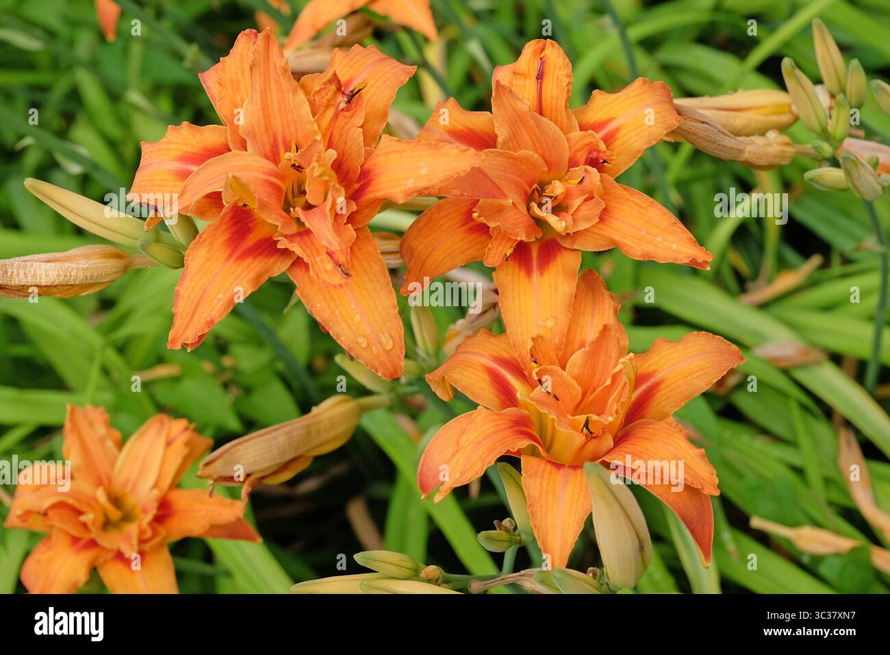 Orange Doppel Hemerocallis fulva Taglilie „Kwanso“ in Blüte. Stockfoto