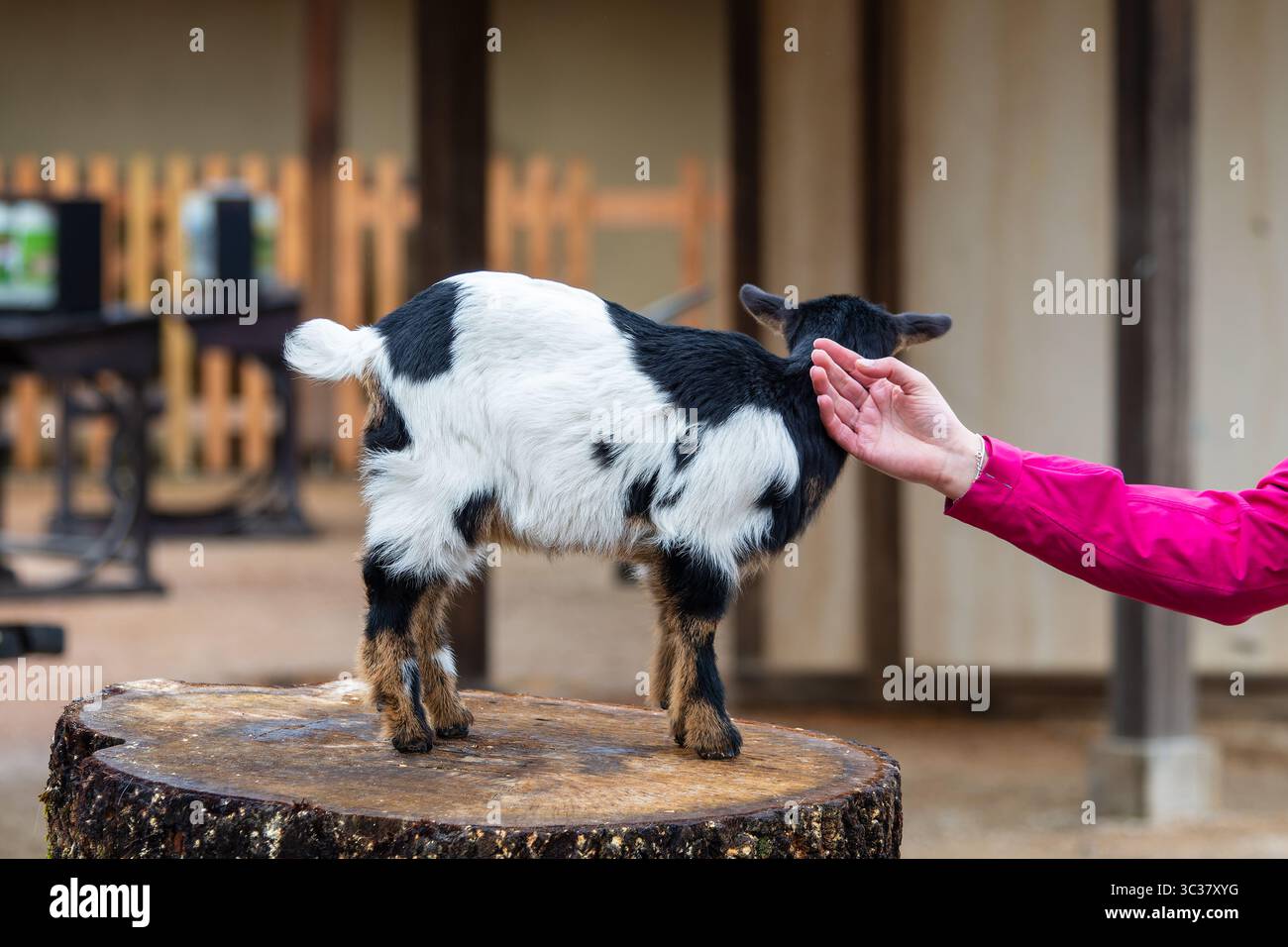 Eine Zwergziege (Capra aegagrus hircus), die von einer Person in einem rosafarbenen Ärmel sanft gestreichelt wird, was die Interaktion zwischen Mensch und Tier in einem ruhigen Bauernhof veranschaulicht Stockfoto