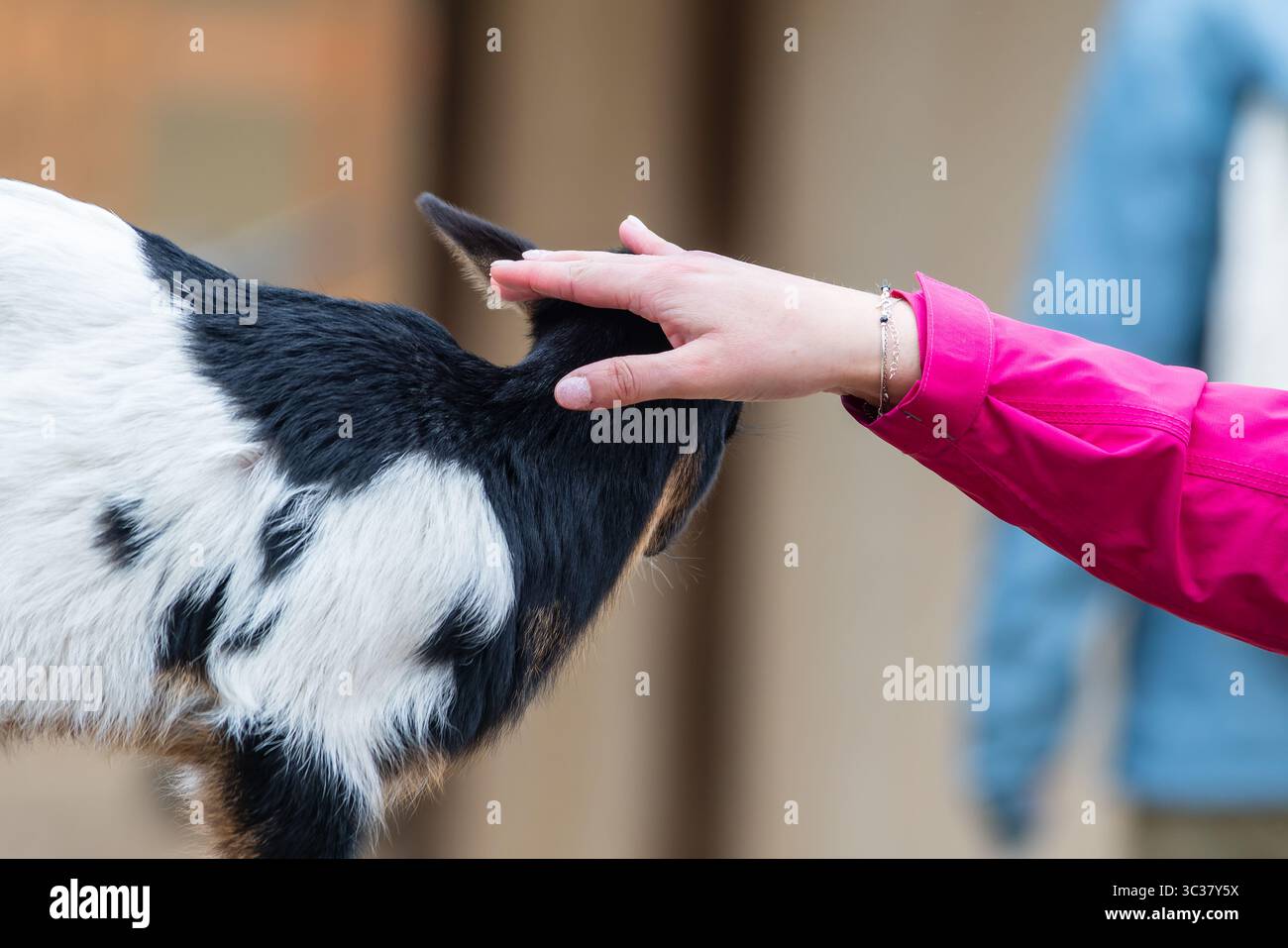 Eine Zwergziege (Capra aegagrus hircus), die von einer Person in einem rosafarbenen Ärmel sanft gestreichelt wird, was die Interaktion zwischen Mensch und Tier in einem ruhigen Bauernhof veranschaulicht Stockfoto