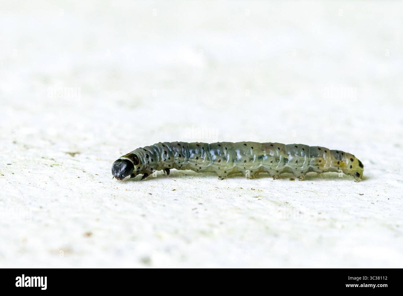 Raupe aus Tortrix aus grüner Eiche (Tortrix viridana), Familie Tortricidae, auf leichter Oberfläche. Stockfoto