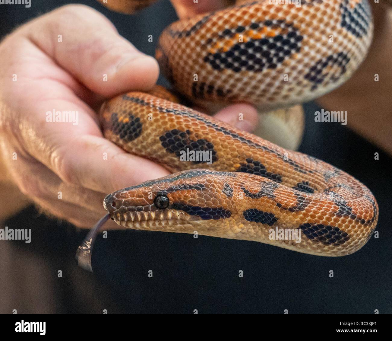 Ein brasilianischer Regenbogenboa schwebt sich auf einer reptilienausstellung um eine Hand Stockfoto