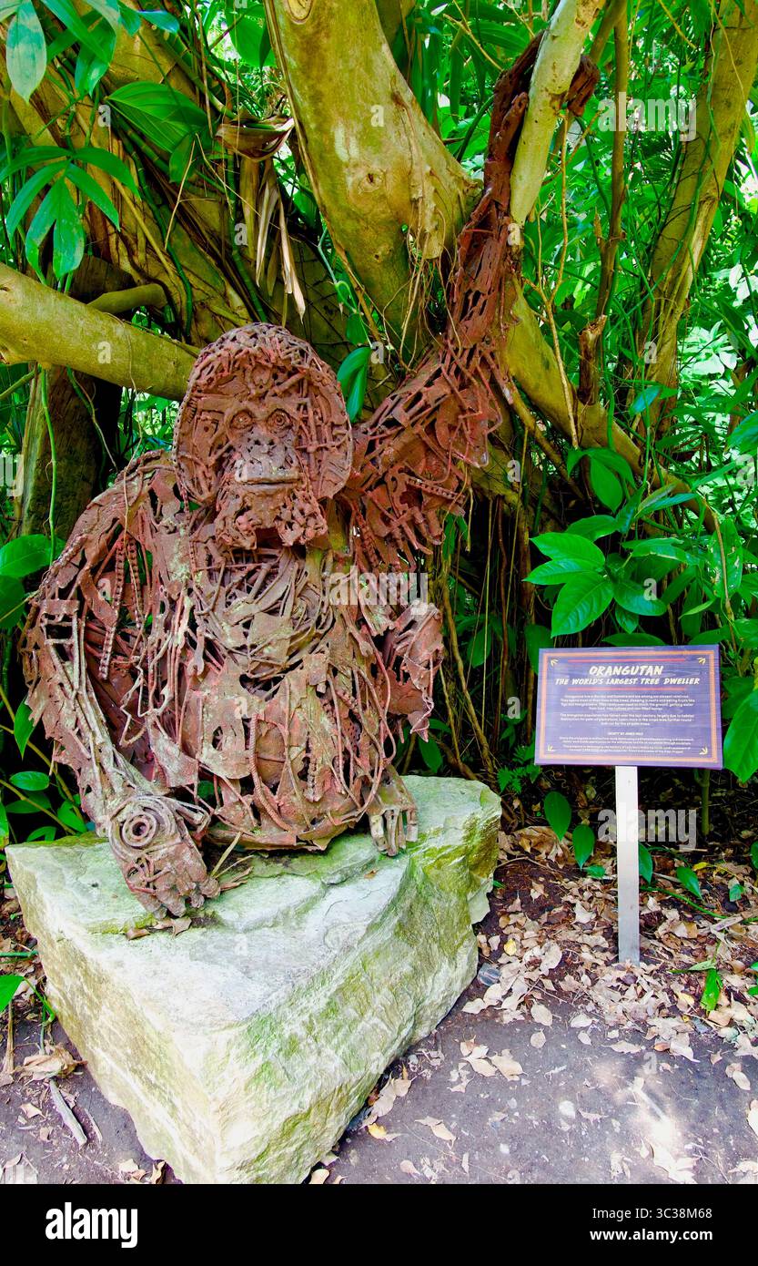 Monty von James Wild Orang-Utan-Skulptur aus Altmetall Rainforest Biome The Eden Project Bodelva Cornwall England Vereinigtes Königreich Europa Stockfoto