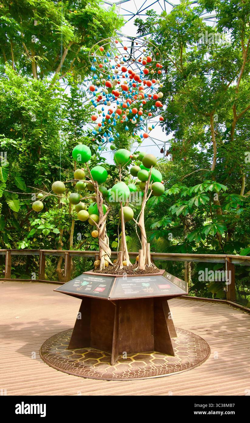 Ausstellung zur Kohlenstoffspeicherung in tropischen Wäldern in der Weather Maker Zone Rainforest Biome das Eden Project Bodelva Cornwall England Großbritannien Europa Stockfoto