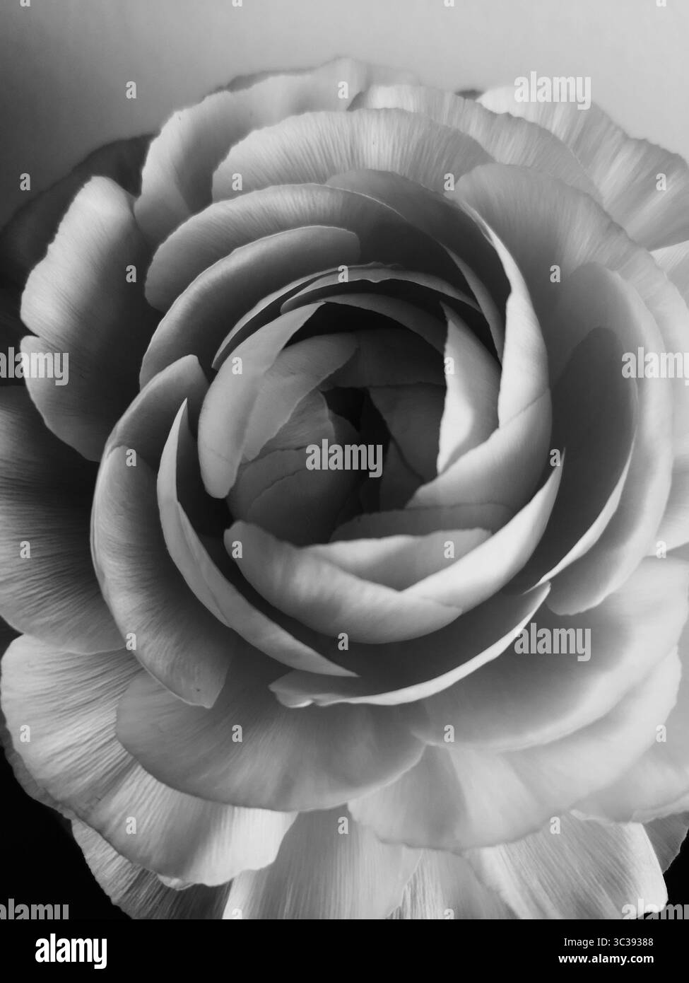 Ranunkel-Blume - Smartphone-aufgenommenes Stockfoto