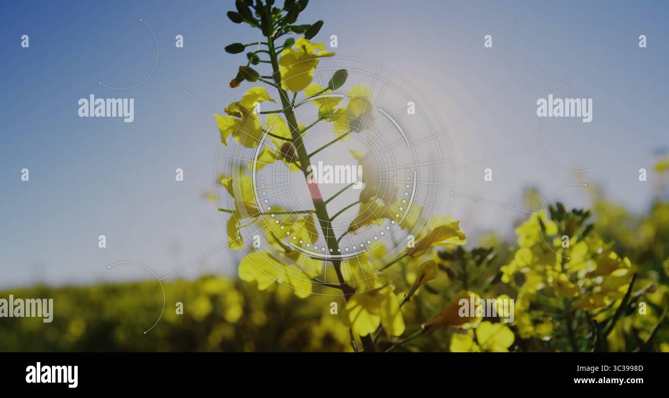 Grüner Stab, der gelbe Blüten im Erntefeld hervorhebt, mit kreisförmiger durchscheinender Überlagerung Stockfoto