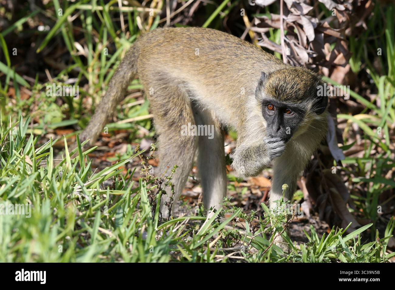 FORT LAUDERDALE, FL - 28. APRIL: (Keine Verkäufe New York Post) Eine große Gruppe von wilden Vervet-Affen (nicht in Florida geboren, aber der häufigste Affe in Subsahara-Afrika) wurde beim Frühstück in der Nähe des Fort Lauderdale International Airport Rent A Car Terminal gesichtet. Diese Vorfahren von monkeysâ™ entkamen 1948 aus einem Zoo am Straßenrand namens Dania Beach Chimpanzee Farm (wo sie früher zu Forschungszwecken gezüchtet wurden). Und jetzt kann man sehen, wie die monkeysâ€™ am 28. April 2021 in Fort Lauderdale, Florida, alles isst, von Chips bis hin zu ausgeworfenen Glühbirnen und Müll... People: Vervet Monkey. (C Stockfoto
