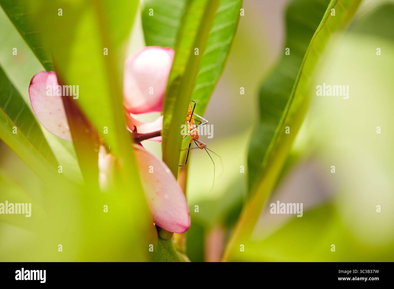 Orange Assassin Käfer sind nützliche Raubinsekten, die eine natürliche Schutzbarriere für Bio-Bauern gegen pflanzenfressende Schädlinge sind! Stockfoto