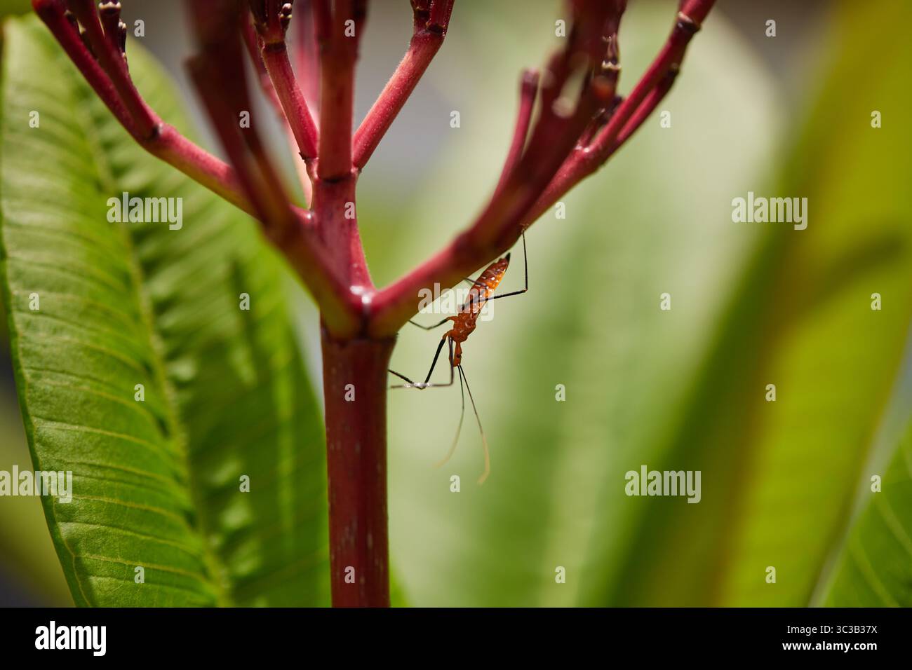 Orange Assassin Käfer sind nützliche Raubinsekten, die eine natürliche Schutzbarriere für Bio-Bauern gegen pflanzenfressende Schädlinge sind! Stockfoto