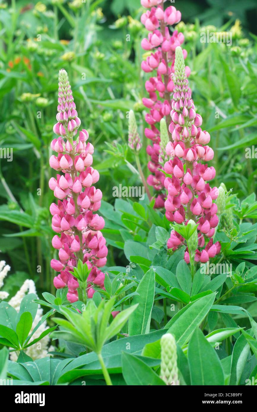 Lupin blüht eine krautige Staudenpflanze mit hohen Blütenspitzen - aufgenommen im Juli UK Stockfoto
