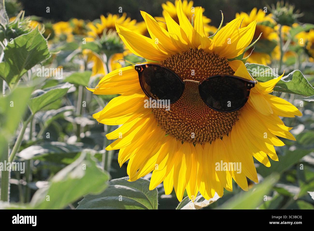 Hellgelbe Sonnenblume mit Sonnenbrille auf einem sonnigen Feld. Verspieltes und fröhliches Naturkonzept, perfekt für Postkarten, Sommerdrucke oder kreatives DE Stockfoto