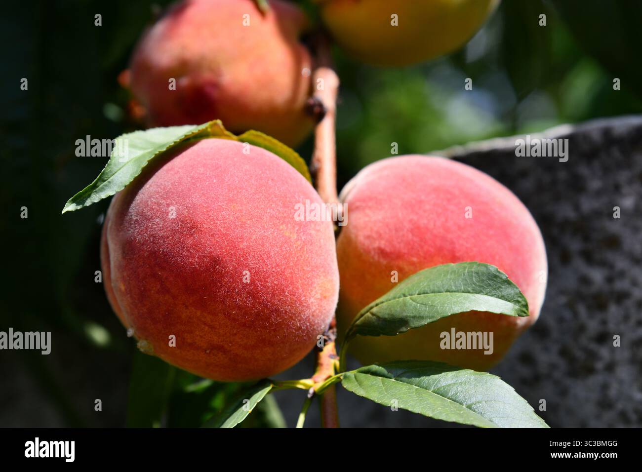 Süße Pfirsichfrüchte, die auf Pfirsichzweigen Reifen Stockfoto