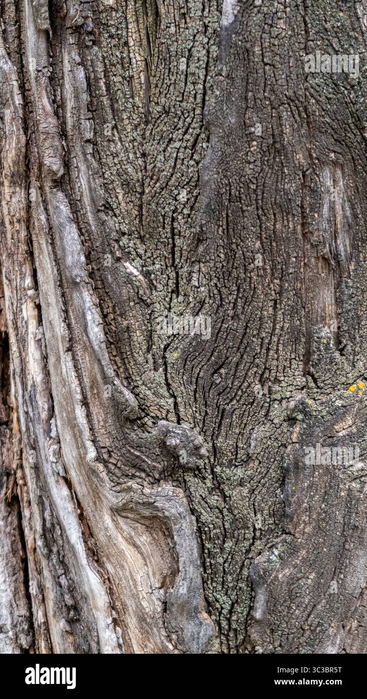Hölzerner rauer Texturhintergrund. Grunge Holzmaterial, Rindenstruktur Stockfoto