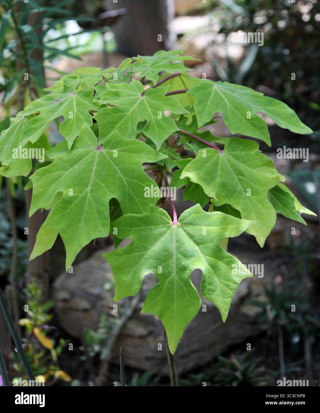 Uncarina, Uncarina platycarpa, Lavranos, Pedaliaceae. Madagaskar, Afrika. Stockfoto